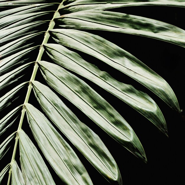 Group of tropical green leaves