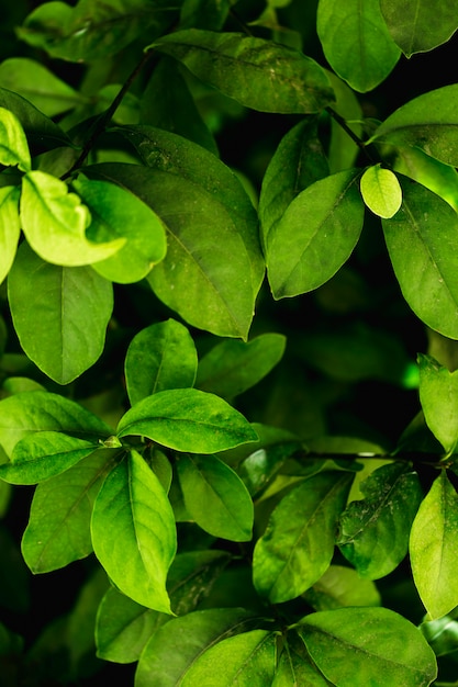 Group of tropical green leaves