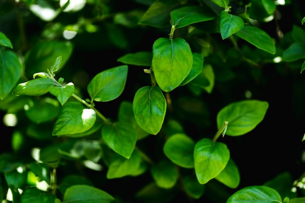 Group of tropical green leaves