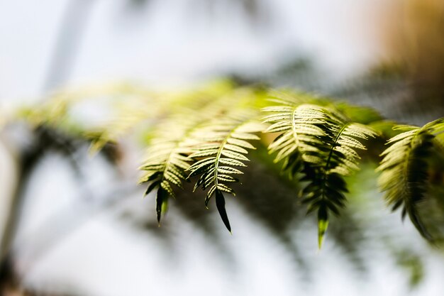 Group of tropical green leaves