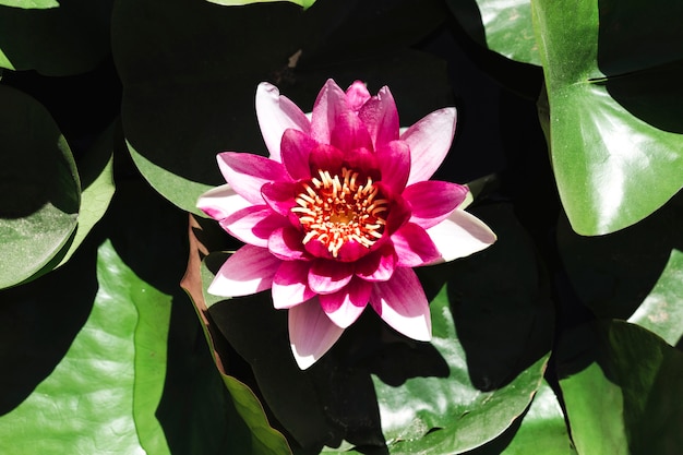 Group of water lillies and a flower 