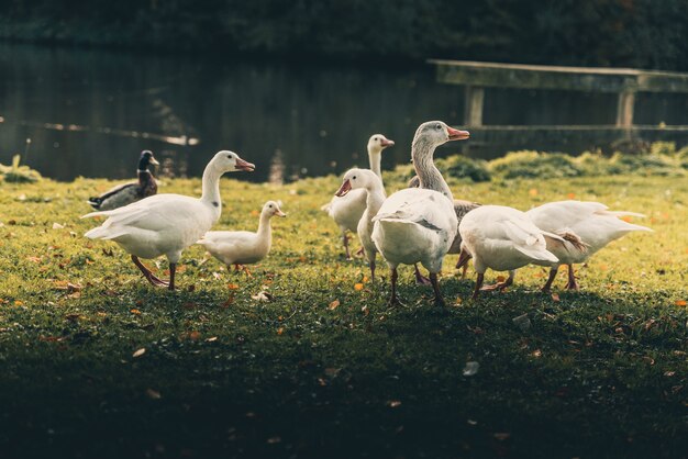 A group of white ducks standing near the lake