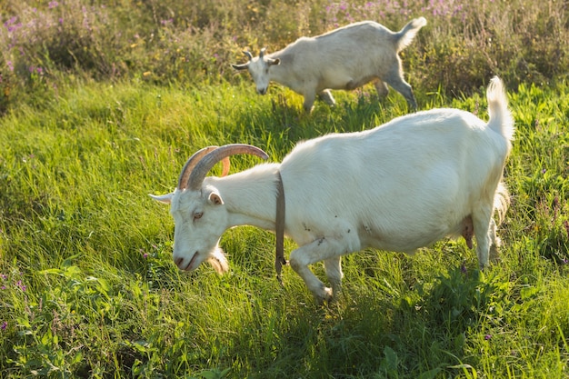 Group of white goats at farm eating
