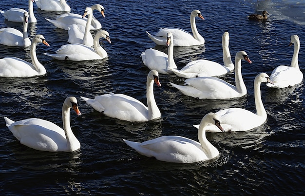湖で泳ぐ白い白鳥のグループ