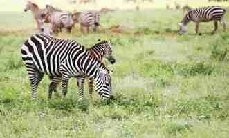 Foto gratuita gruppo di zebre che pascolano nel parco nazionale orientale di tsavo, kenya, africa