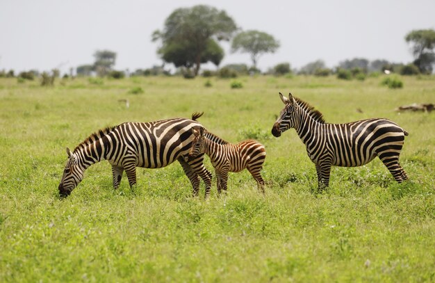 アフリカ、ケニアのツァボイースト国立公園で放牧しているシマウマのグループ