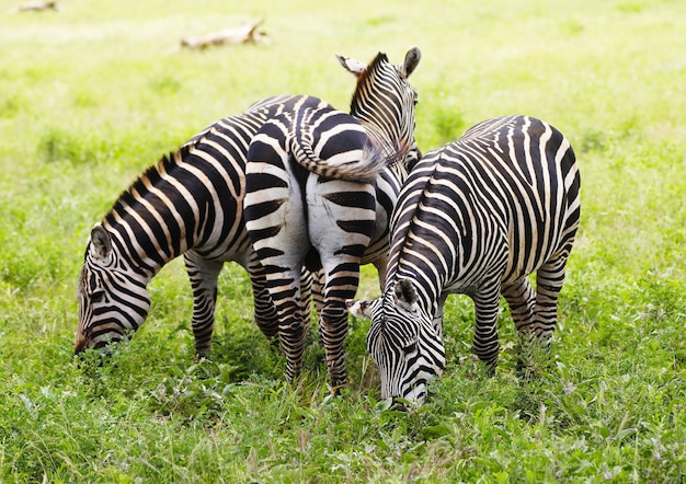Tsavo 동쪽 국립 공원, 케냐, 아프리카에서 방목 얼룩말의 그룹