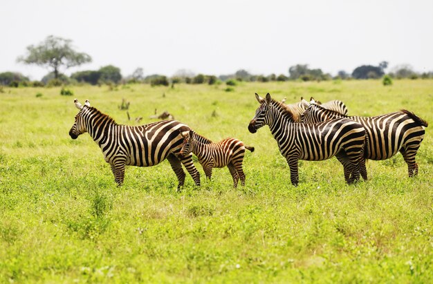 Group of Zebras grazing in Tsavo East National park, Kenya, Africa