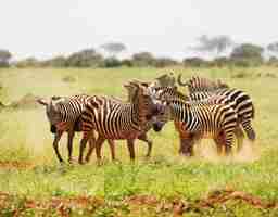 Free photo group of zebras grazing in tsavo east national park, kenya, africa