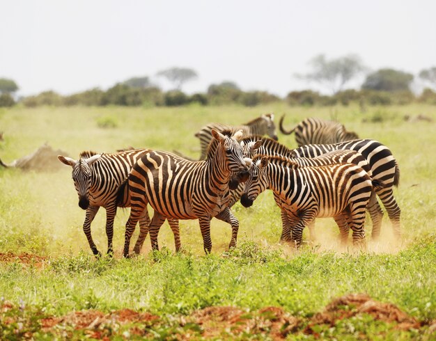 アフリカ、ケニアのツァボイースト国立公園で放牧しているシマウマのグループ