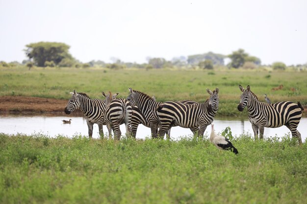 Группа зебр на берегу реки в Восточном национальном парке Цаво, Кения, Африка