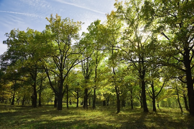 Free photo grove in summer