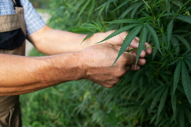 Growing cannabis or hemp plants for alternative medicine