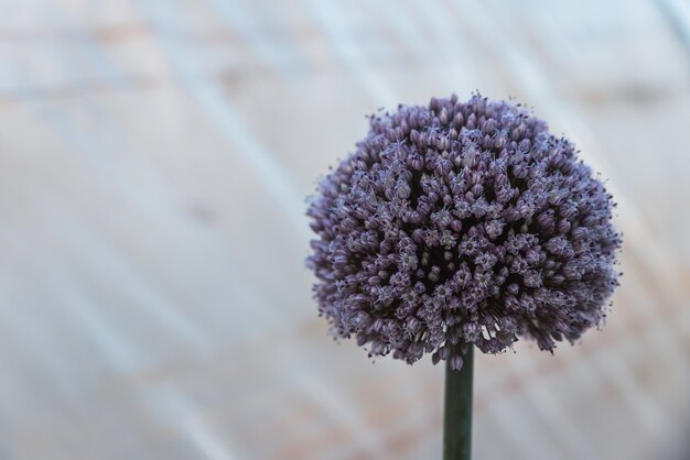 Growing flower with seeds  of the onion