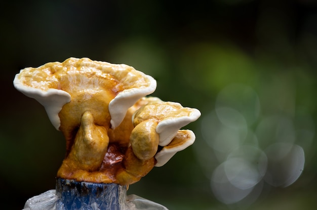 Growing ganoderma lucidum or reishi , lingzhi mushroom on natural background.