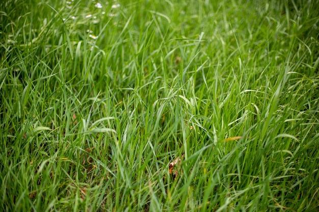 Growing grass on the ground - good for wallpapers