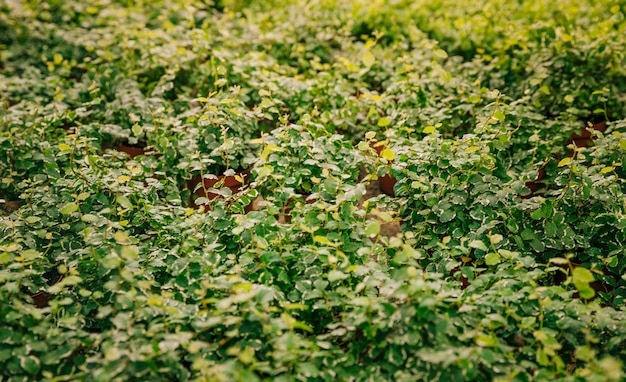 Growing green plants in the garden