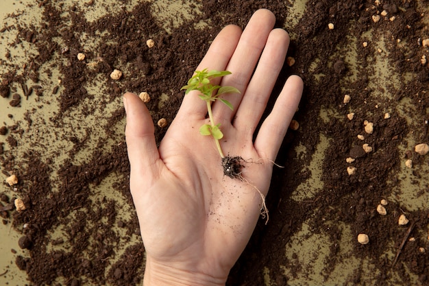 Growing life concept with flowers