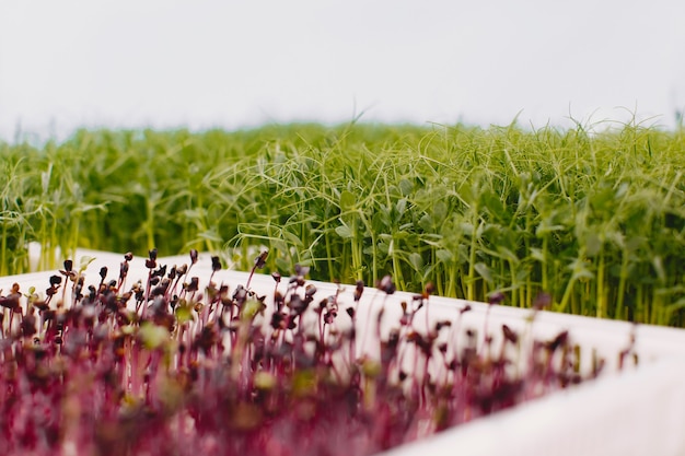 테이블 배경에 성장하는 microgreens. 건강한 먹는 개념. 건강의 상징으로 유기적으로 재배 된 신선한 정원 농산물. Microgreens 근접 촬영입니다.