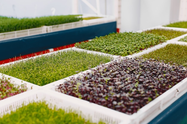 테이블 배경에 성장하는 microgreens. 건강한 먹는 개념. 건강의 상징으로 유기적으로 재배 된 신선한 정원 농산물. Microgreens 근접 촬영입니다.