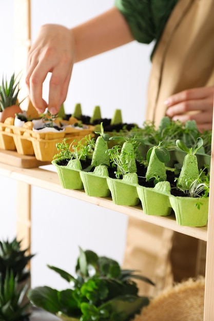 Growing plants in egg box creative way to grow plants