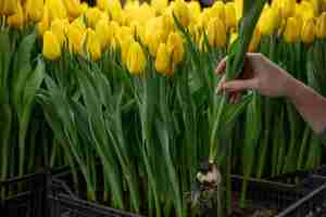 Free photo growing tulips in a greenhouse  crafted manufacture for your celebration