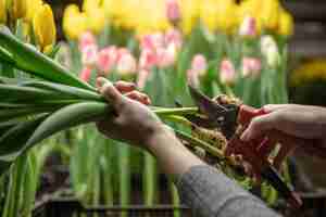 Foto gratuita tulipani in crescita in una produzione artigianale in serra per la tua festa