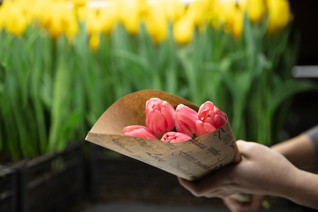 Free photo growing tulips in a greenhouse. selected spring flowers in tender pink colors.