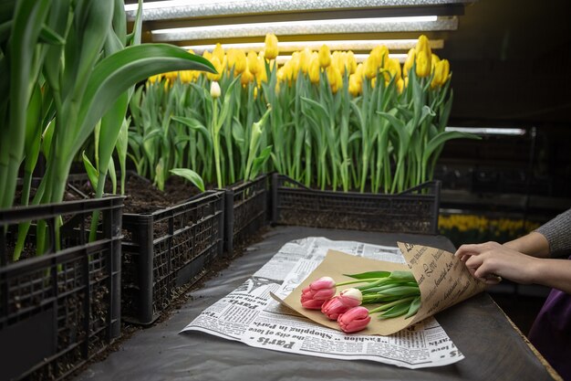 Free photo growing tulips in a greenhouse.
