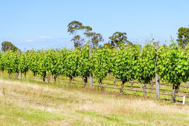 Growing vineyard