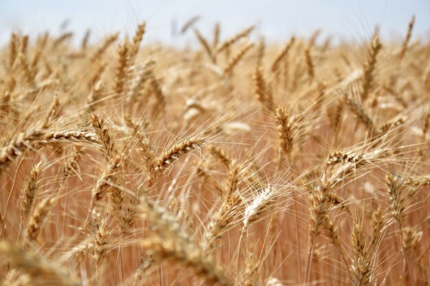 "바람에 밀을 재배"