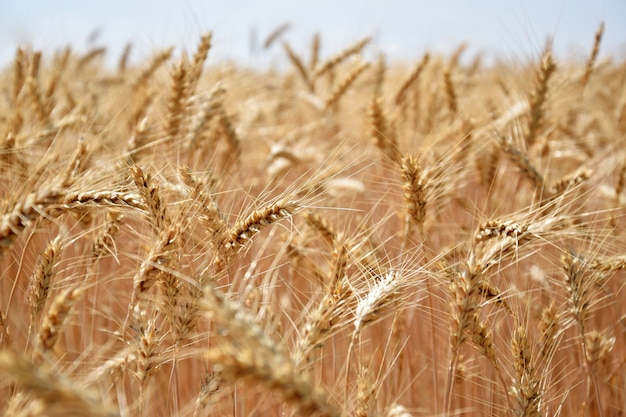 「風の中で成長する小麦」