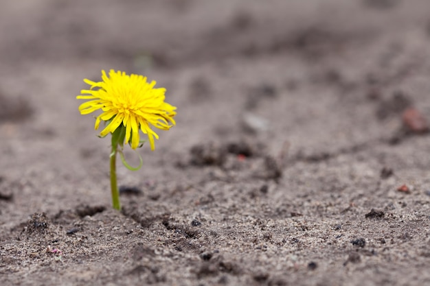 Growing  yellow flower