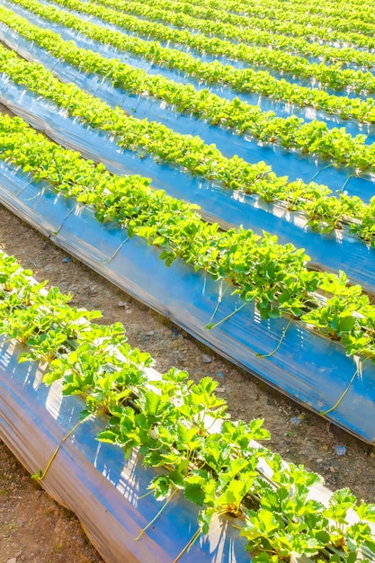 Foto gratuita crescita agricoltura natura giardino giardinaggio