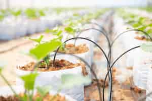 Free photo growth of young melon in glasshouse.