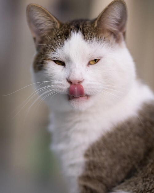 Grumpy white and brown cat on a blurred background at home