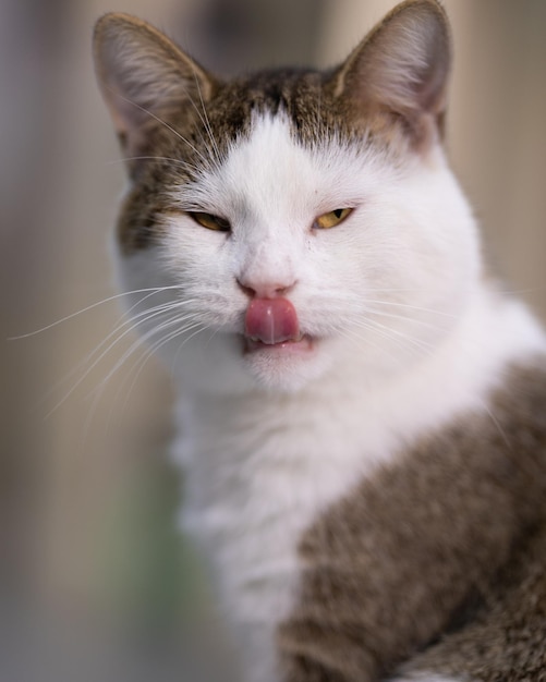 Grumpy white and brown cat on a blurred background at home