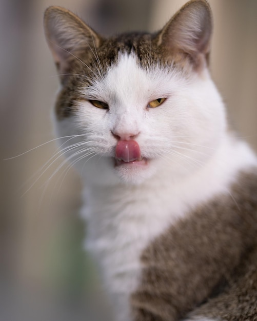 Сердитый белый и коричневый кот на размытом фоне дома