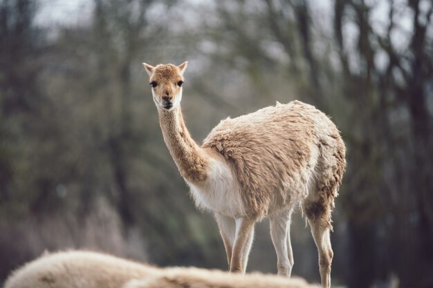 Guanaco attentively looking at the camera