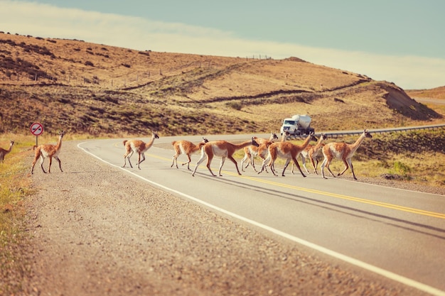 Foto gratuita guanaco