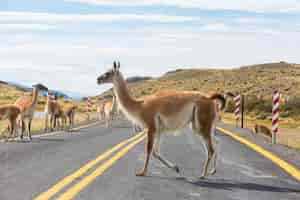 Foto gratuita guanaco