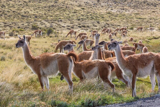 Guanaco