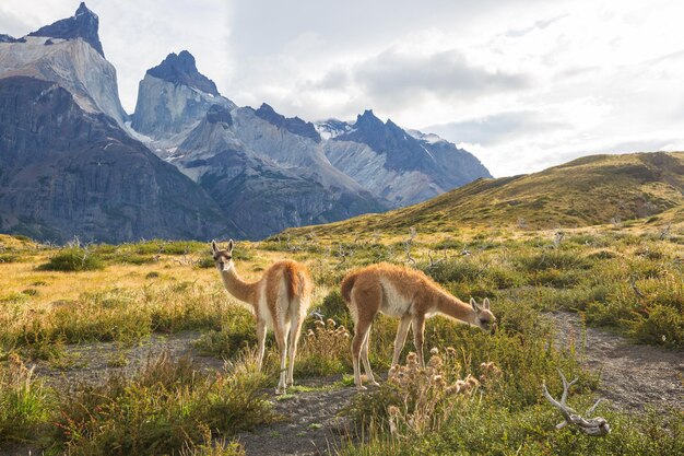 Guanaco