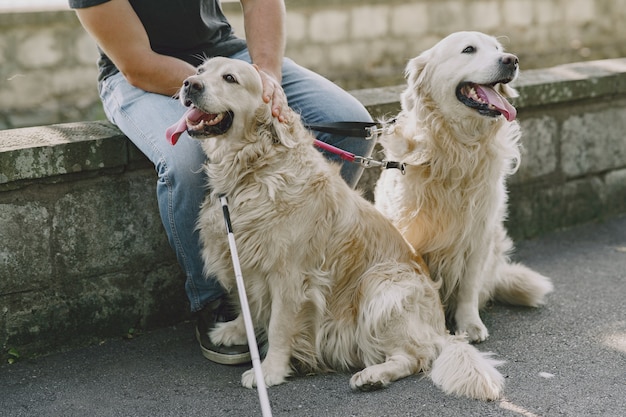 Собака-поводырь помогает слепому в городе. Красивый слепой парень отдыхает с золотистым ретривером в городе.