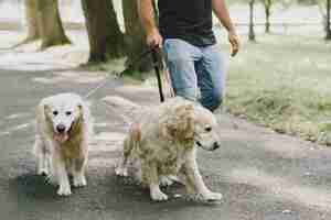 Foto gratuita cane guida che aiuta un cieco in città. bel ragazzo cieco riposare con il golden retriever in città.