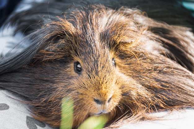 Guinea pig in child's hands, close up.