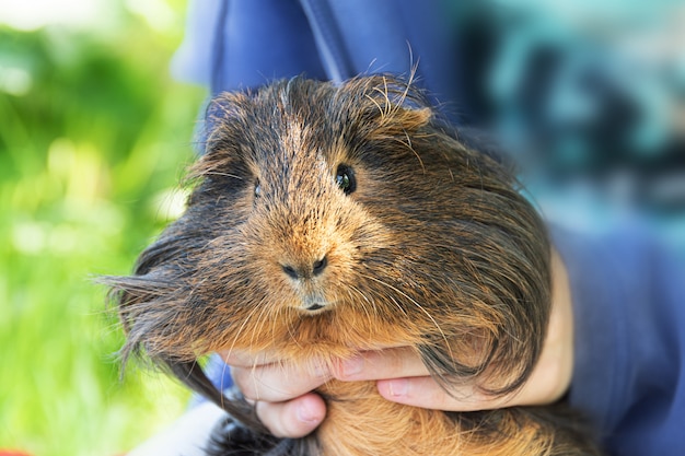 Free photo guinea pig in child's hands, close up.