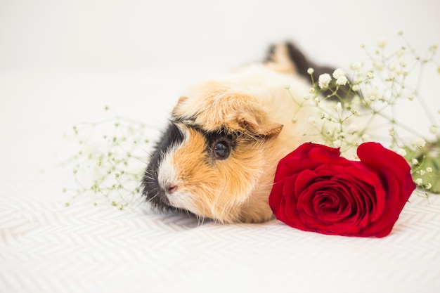 Guinea pig near flowers on bed sheet 