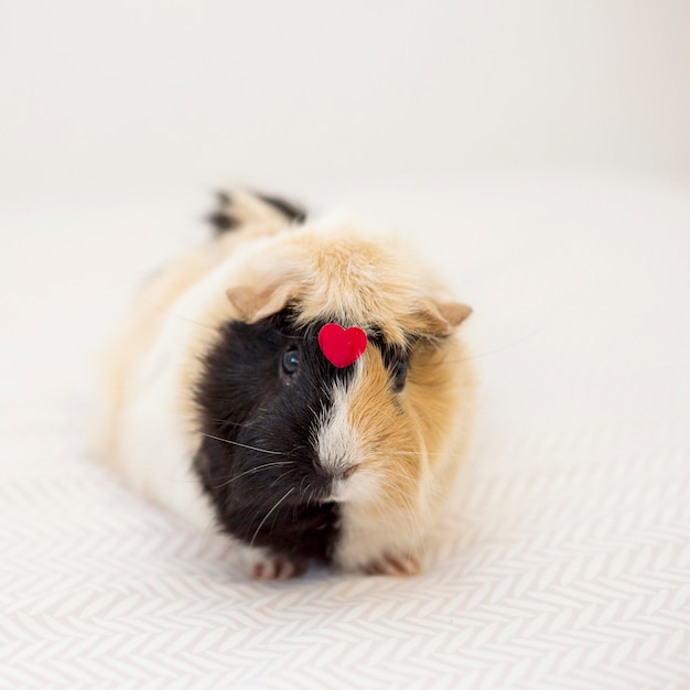 Guinea pig with ornament red heart on front