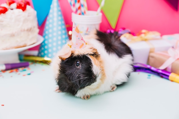 Guinea pig with party hat on its head sitting near the birthday decoration